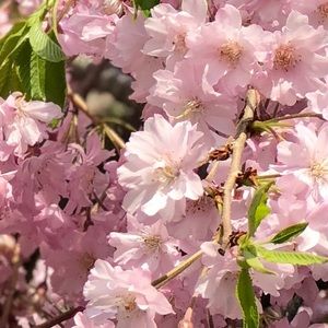 Meet your Posher, Alyson